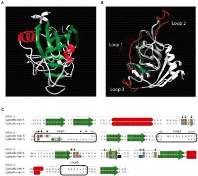 Frontiers | Biochemical And Functional Characterization Of Brucella ...